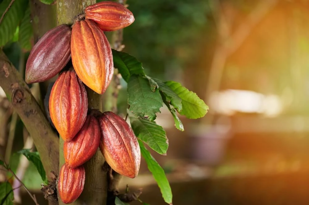 La baisse actuelle du cours du cacao mondial